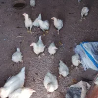 جوجه گوشتی دو ماهه