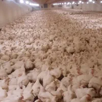 استخدام کارگر مرغداری