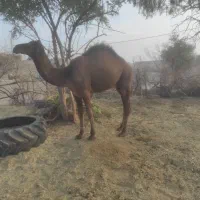 شتر نر رودبارجنوب لوک