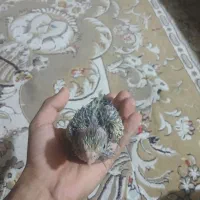 عروس هلندی گم شده