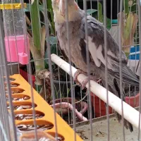 یک عدد عروس هلندی برای فروش|پرنده|یاسوج, |دیوار