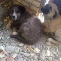 واگذاریه دوتاتوله خراسانی مخصوص نگهبانی وگله