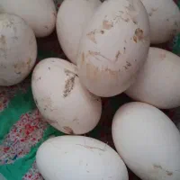 تخم غاز نطفه دار وتازه