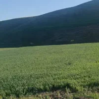 تناژ گندم رو از امسال افزایش بده