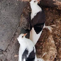 ۴جفت کفتر جوجه بحرنی درجایی