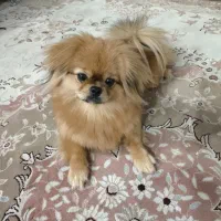 پامریین یک سال و نیم جنس نر عقیم شده|سگ|اهواز, کوی مهدیس|دیوار