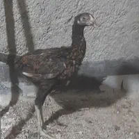 جوجه لاری مرغ لاری|حیوانات مزرعه|رباطکریم, شترخوار|دیوار