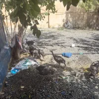 بوقلمون برنز۵ماهه