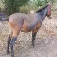 قاطر نر ۳سال خیلی آروم|حیوانات مزرعه|آمل, |دیوار