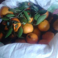 فروش پرتقال محلی تازه چین،بدون دودی و لک