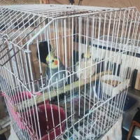 عروس هلندی|پرنده|کیاشهر, |دیوار