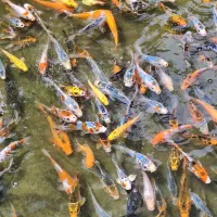 ماهی کوی مستقیم از استخر ۱۰ تا ۱۵ سانت|ماهی|تهران, چیتگر شمالی|دیوار