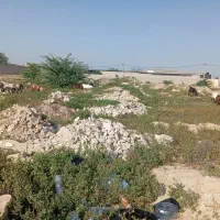 بز   تیشتر  پازن   کهره