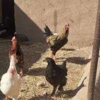 فروش خروس|حیوانات مزرعه|خلیل آباد, |دیوار