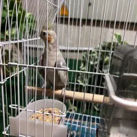 عروس هلندی باقفس|پرنده|تهران, مینای جنوبی|دیوار