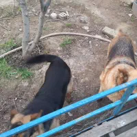 فروش سگ ژرمن