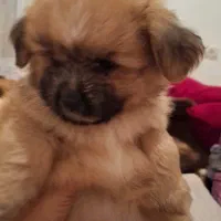 فروش سگ|سگ|تنکابن, |دیوار