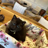 گربه بریتیش بلک نر اصیل