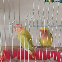 طوطی برزیلی جفت در حال تخمگذاری  نر هفت رنگ دستی|پرنده|تهران, شهرک غرب|دیوار