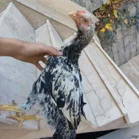 جوجه لاری اصیل|حیوانات مزرعه|سردشت, |دیوار