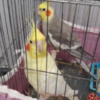 یک جفت عروس هلندی بالغ نرو ماده قشنگ وسخنگو