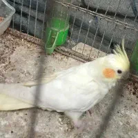 ۲عدد عروس هلندی لوتینو وآهویی