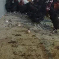 500عدد مرغ 7ماهه ب شرط