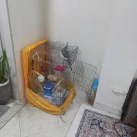 پرنده گمشده