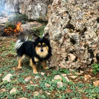 سگ پامر|سگ|چناران, |دیوار