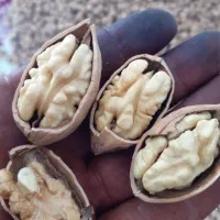 لعل مسگه|خوردنی و آشامیدنی|بجنورد, |دیوار