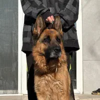 ژرمن شولاین فول تربیت شده بی صدا