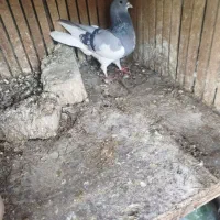 کبوتر کفتر شهری چپ سبز ماده