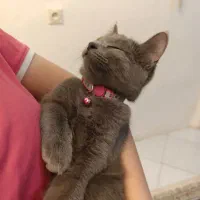 گربه اسکاتیش