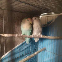 جفت کوتوله برزیلی