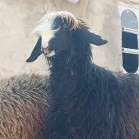 فروش میش داشتی