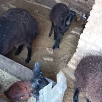 بره نر|حیوانات مزرعه|رامند, |دیوار