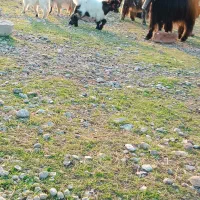 بزدرجه یک|حیوانات مزرعه|گتوند, |دیوار