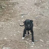 سگ پژدر و توله|سگ|خلخال, |دیوار