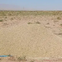 خار گوسفندی