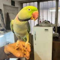 شاه طوطی دستی مولد|پرنده|تهران, تختی|دیوار