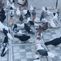 کبوتر کلکسیونس و پرشی