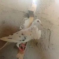 کبوتر معاوضه