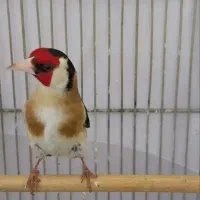 سهره نر