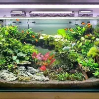 اکواریوم وماهی|ماهی|بندر ماهشهر, |دیوار