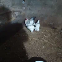 مرغ وخروس|حیوانات مزرعه|مرند, |دیوار