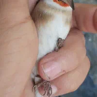 سهره خاص|پرنده|تبریز, |دیوار