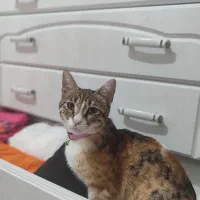 واگذاری گربه tsh