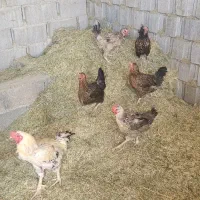 فروش مرغ خروس و غاز|حیوانات مزرعه|شیراز, گچی|دیوار