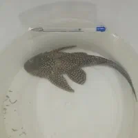 ماهی گربه پلنگی بزرگ