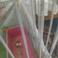 مرغ عشق  6تا دستی|پرنده|قرچک, مهدیه|دیوار